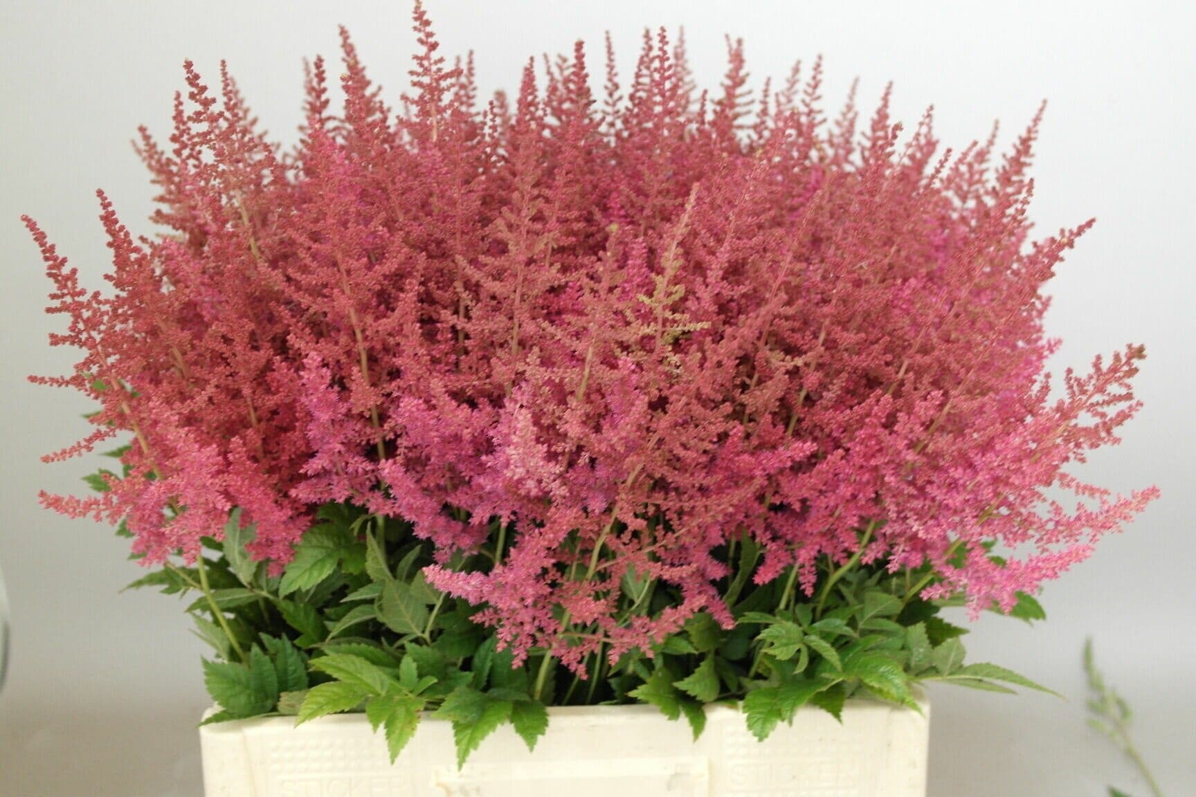 Flowerex — fiori recisi