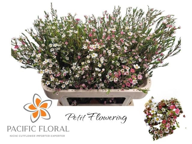 Flowerex — fiori recisi