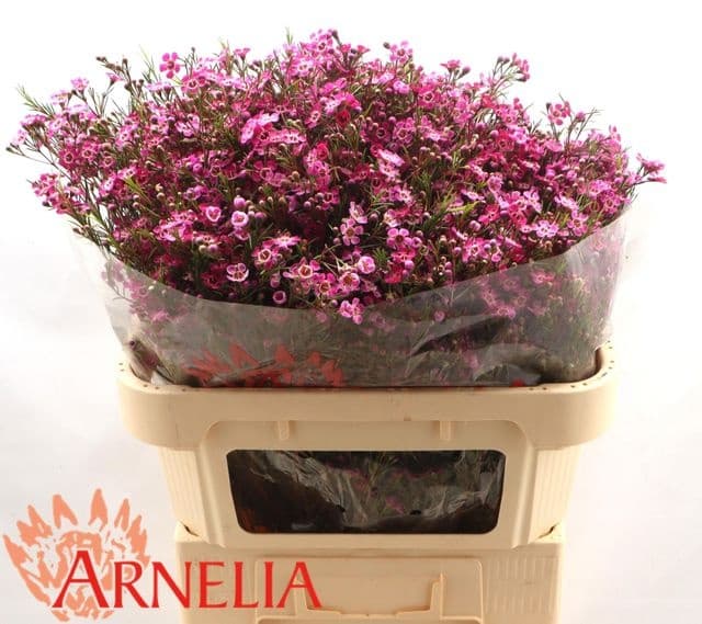 Flowerex — fiori recisi