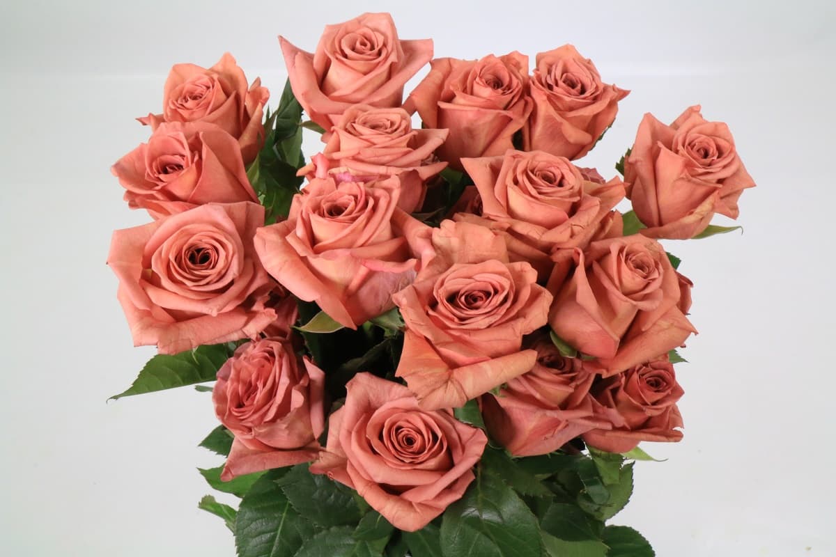 Flowerex — fiori recisi