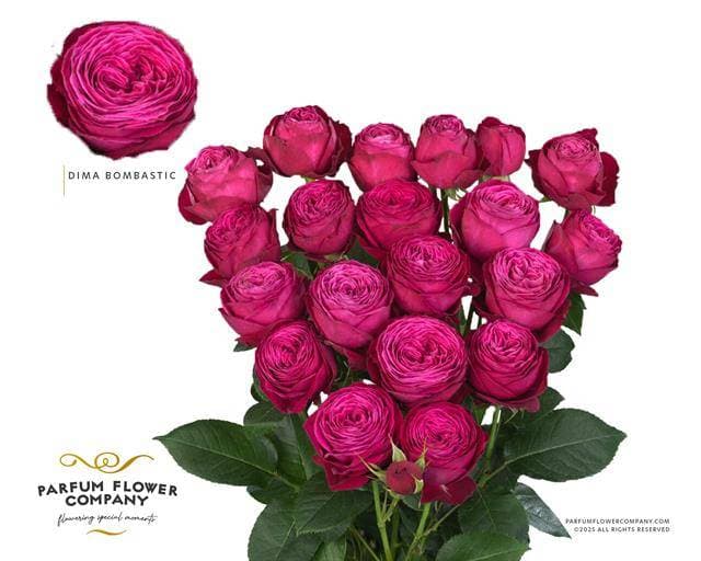 Flowerex — fiori recisi